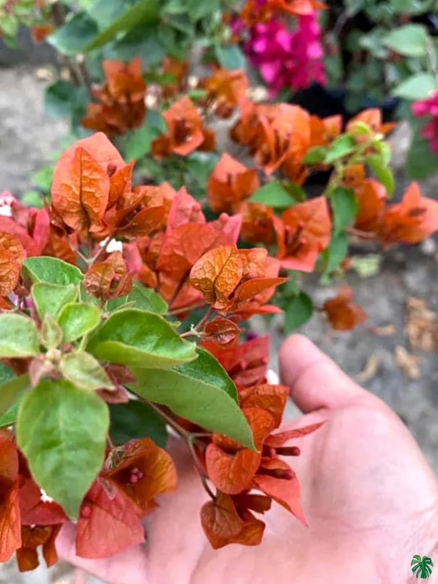 Close-up of Chocolate Brown Bougainvillea