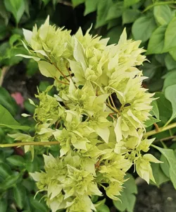 Close-up of Dania white Bougainvillea