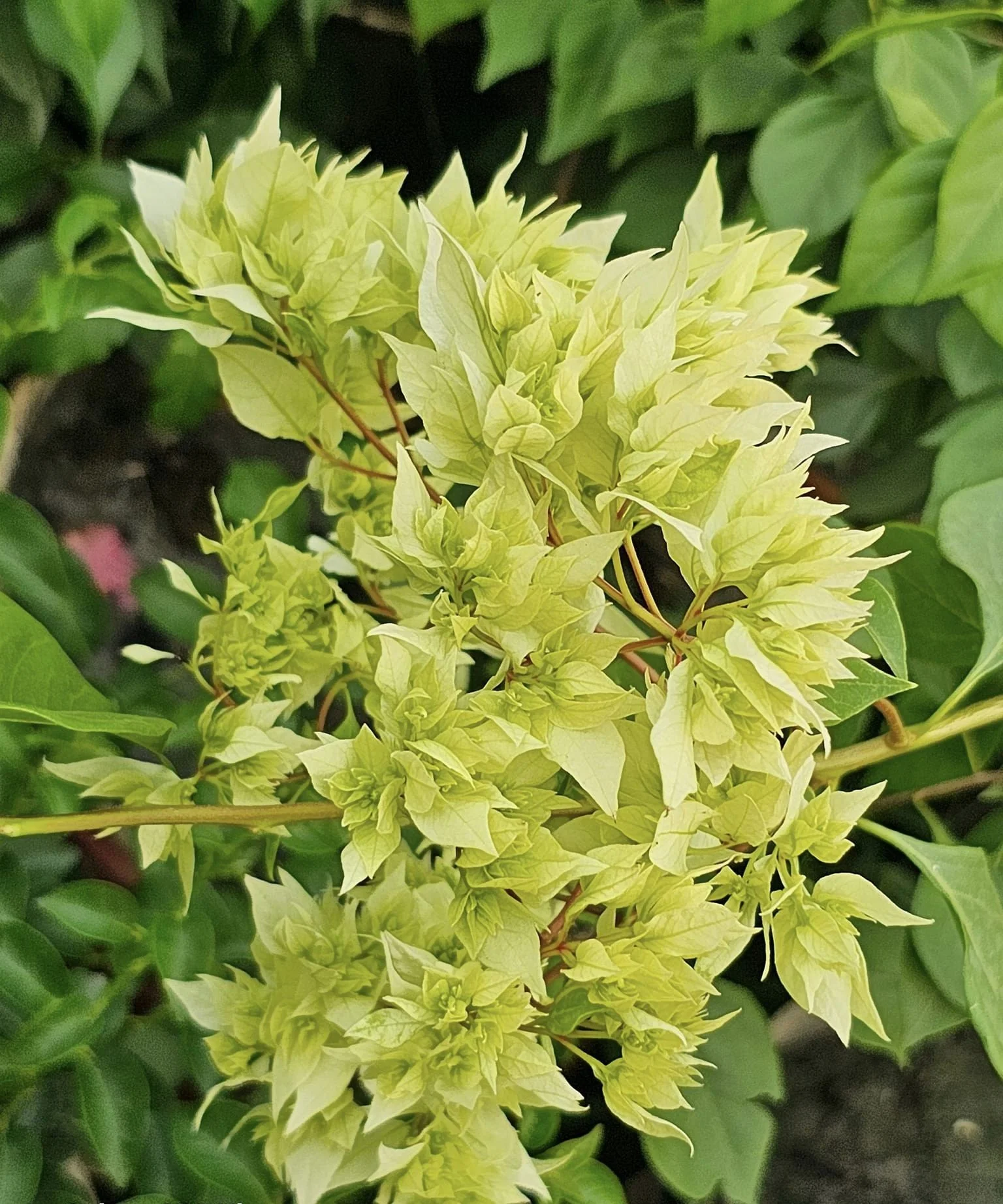 Close-up of Dania white Bougainvillea