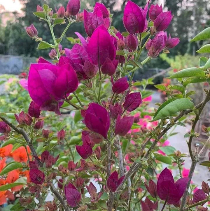 Close-up of Dark One Bougainvillea