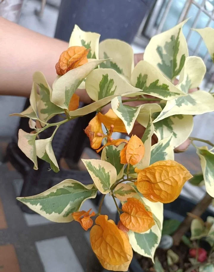Close-up of Delta Yellow Bougainvillea