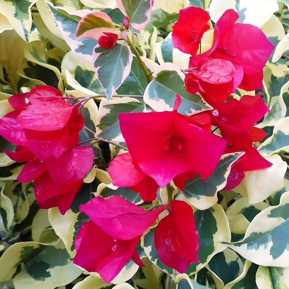 Close-up of Dr. Rao Bougainvillea