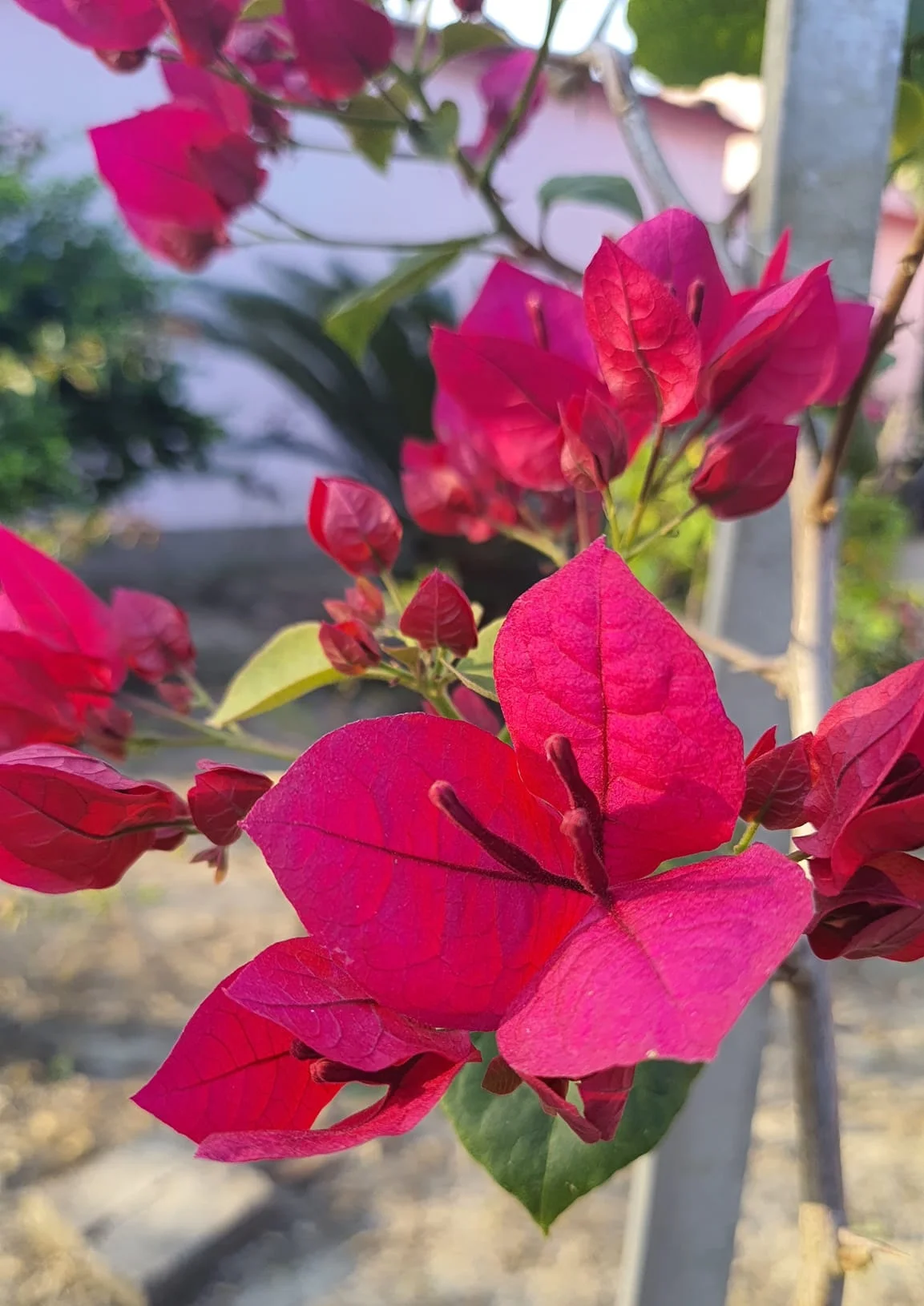 Close-up of Duck Feet Bougainvillea