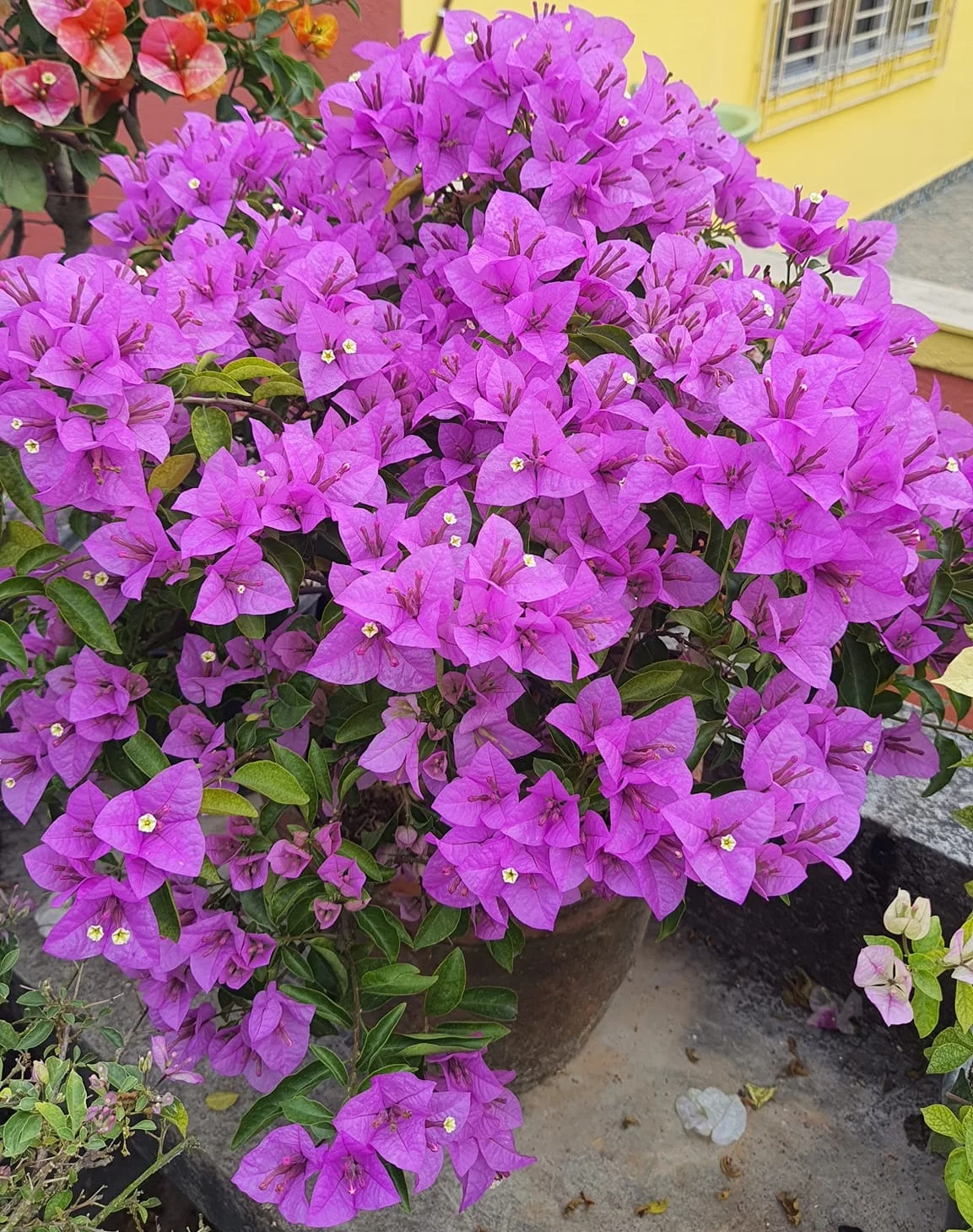Close-up of Eva Mauve Bougainvillea