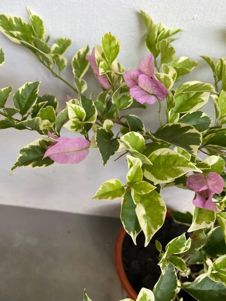 Close-up of Eva Variegated Bougainvillea