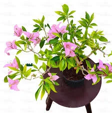 Close-up of Eva Bougainvillea