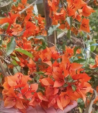 Close-up of Fire Opal Bougainvillea