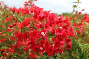 Close-up of Flame Bougainvillea