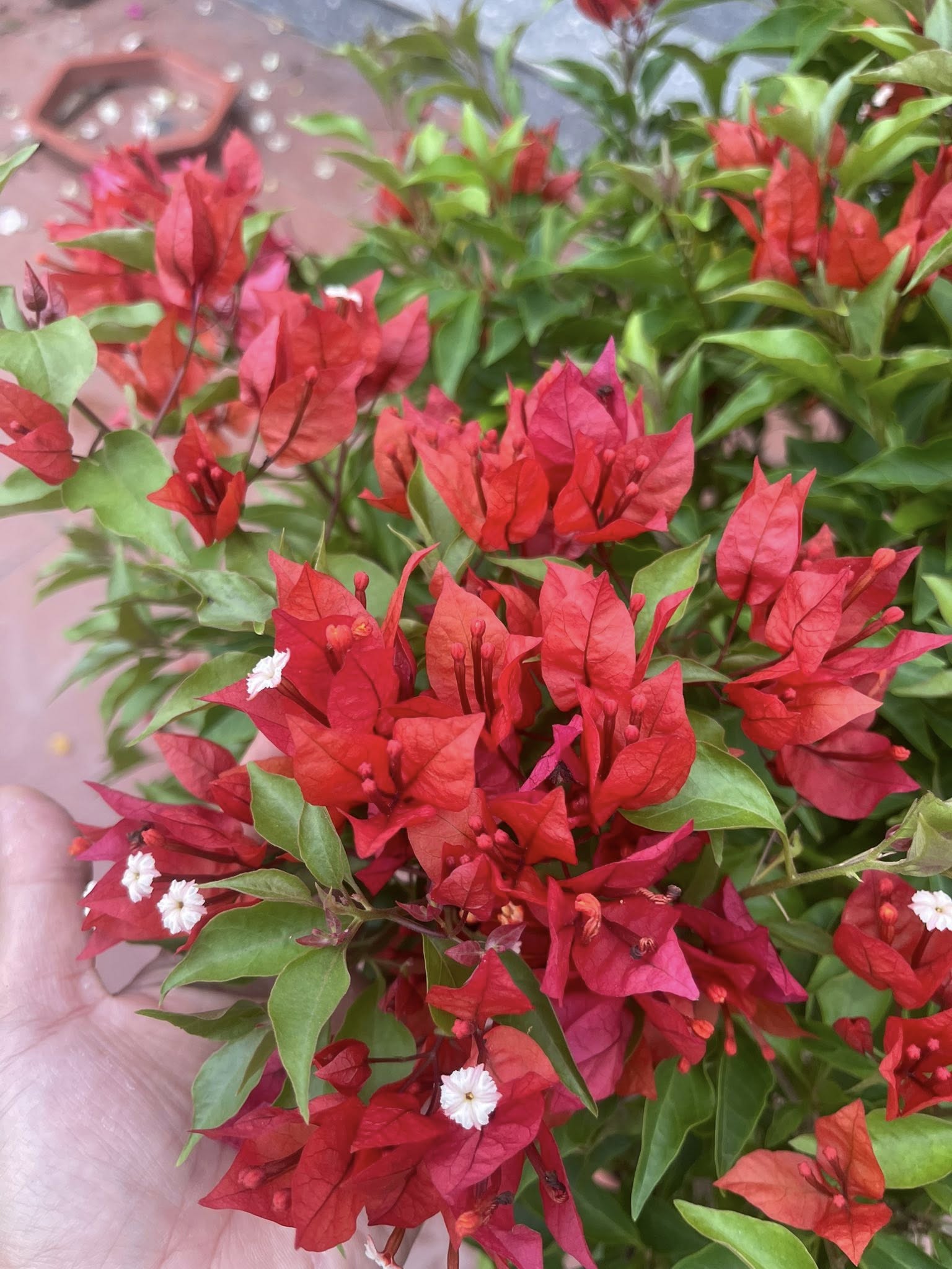 Close-up of Flame Bougainvillea
