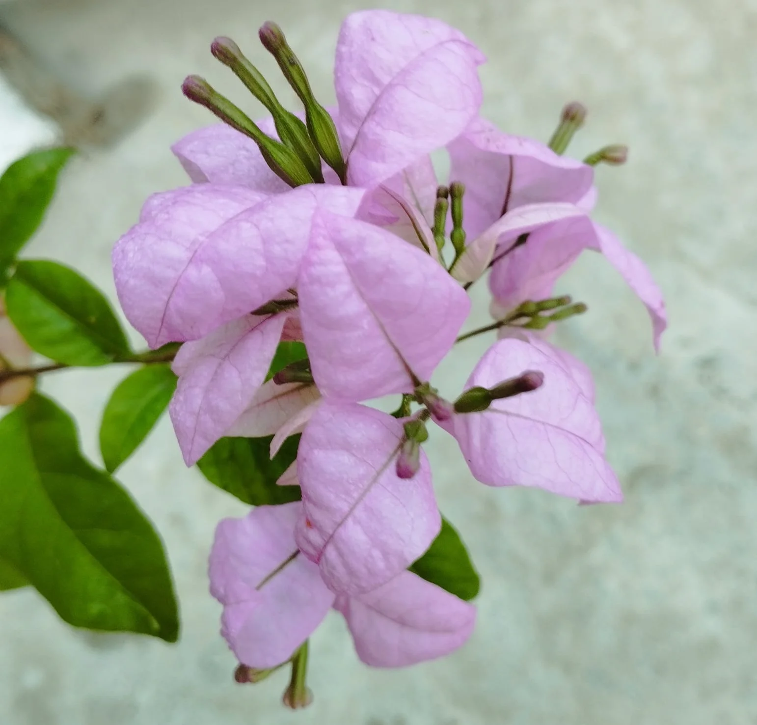 Close-up of Formosa Bougainvillea