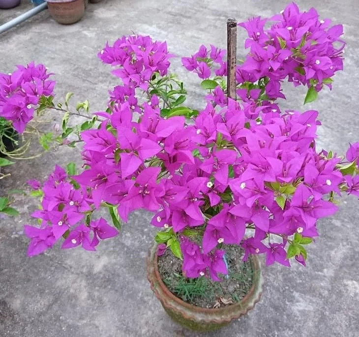 Close-up of Glabra Purple Bougainvillea