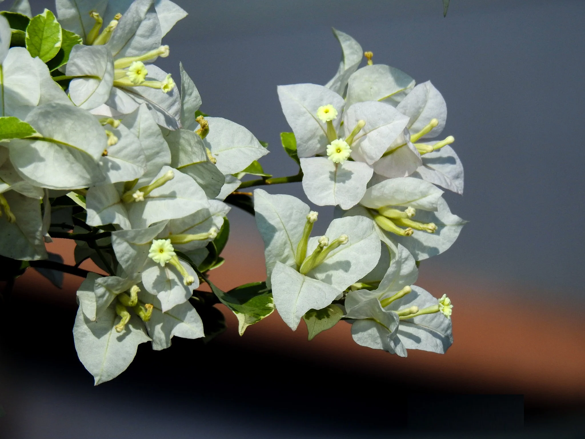 Close-up of Glabra White Bougainvillea