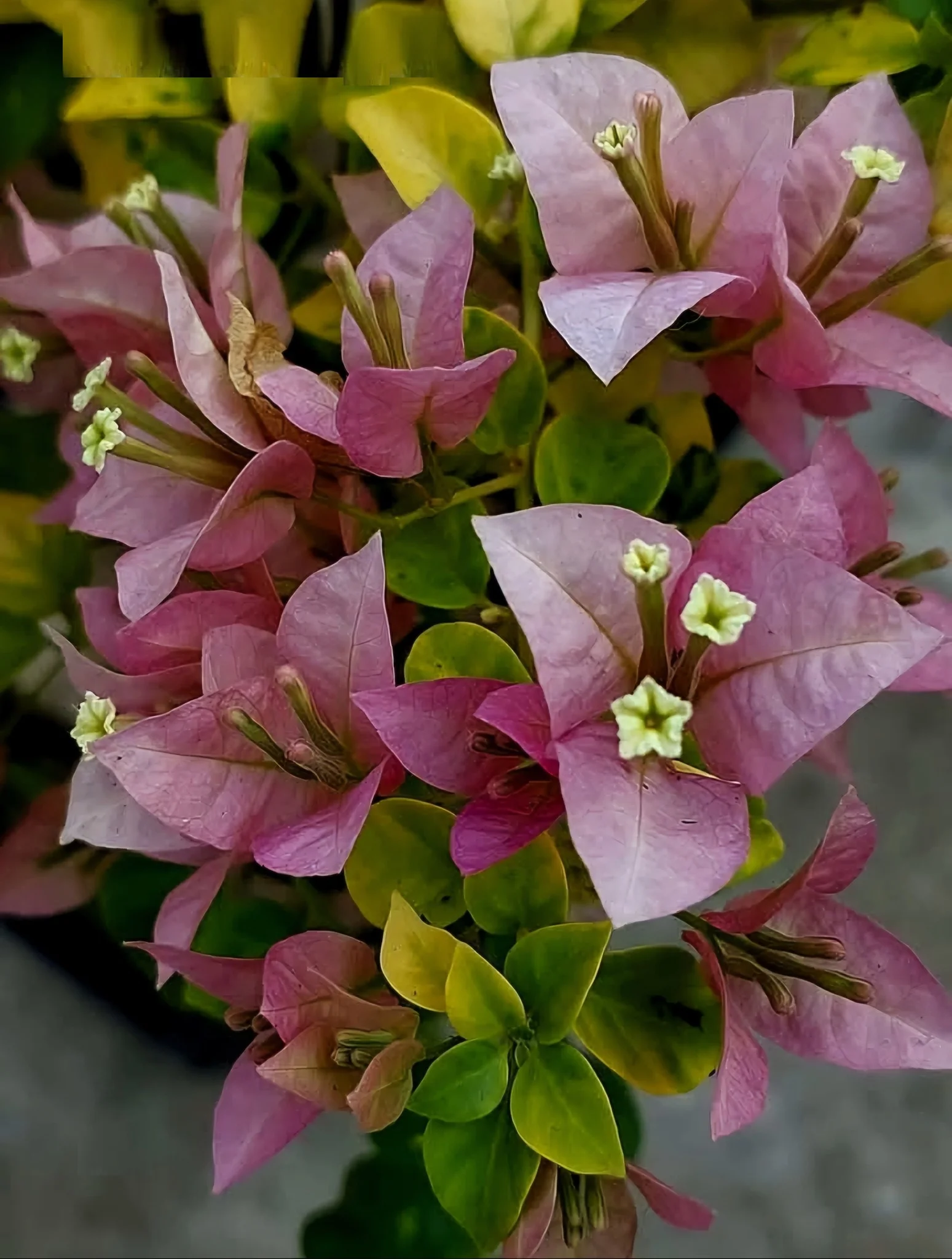 Close-up of Golden Bgoges Bougainvillea