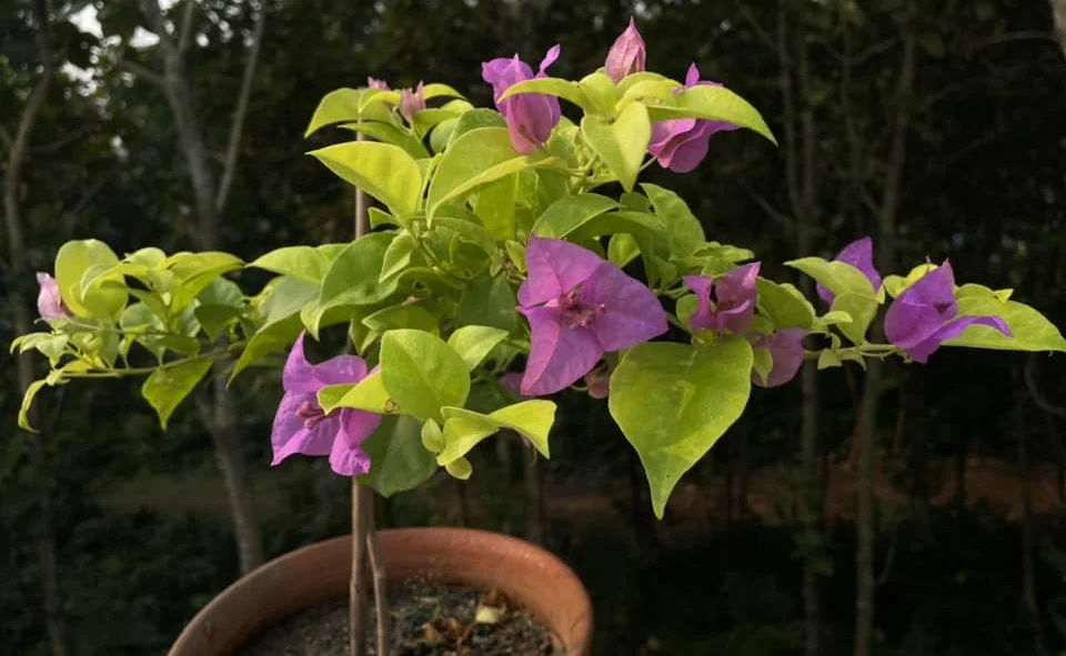 Close-up of Golden Picture Bougainvillea