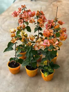 Close-up of Golden Sunshine Bougainvillea