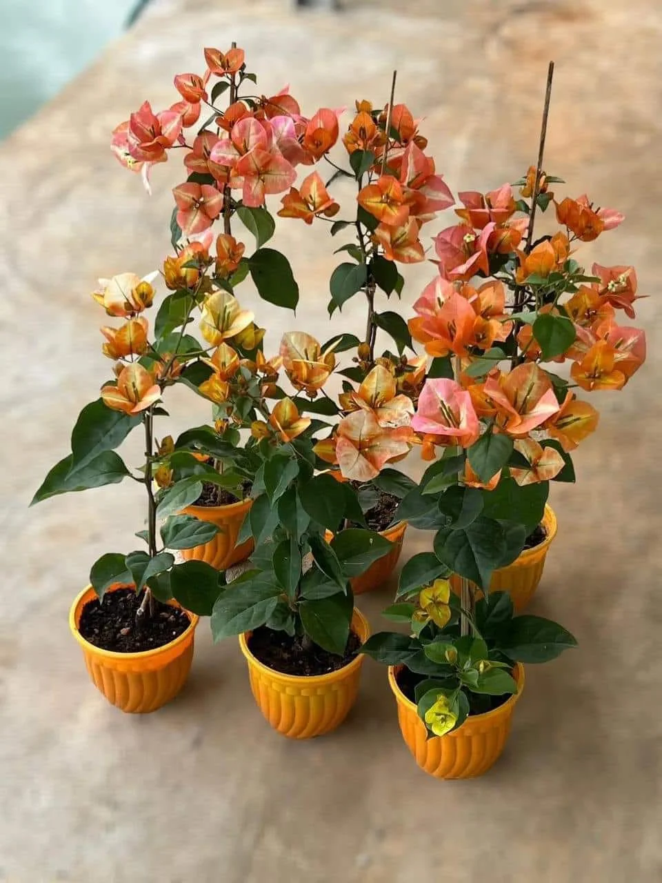 Close-up of Golden Sunshine Bougainvillea