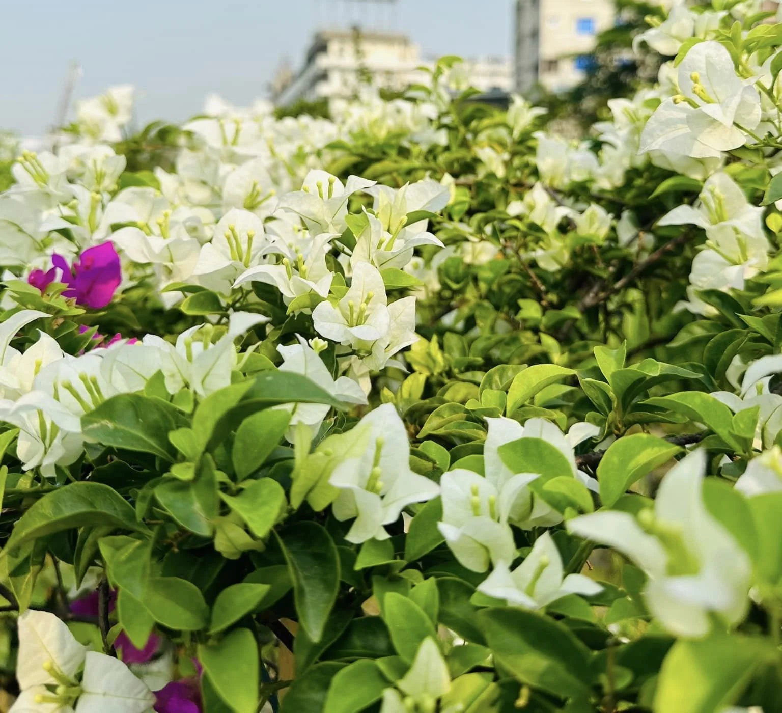 Close-up of Green Apple Bougainvillea