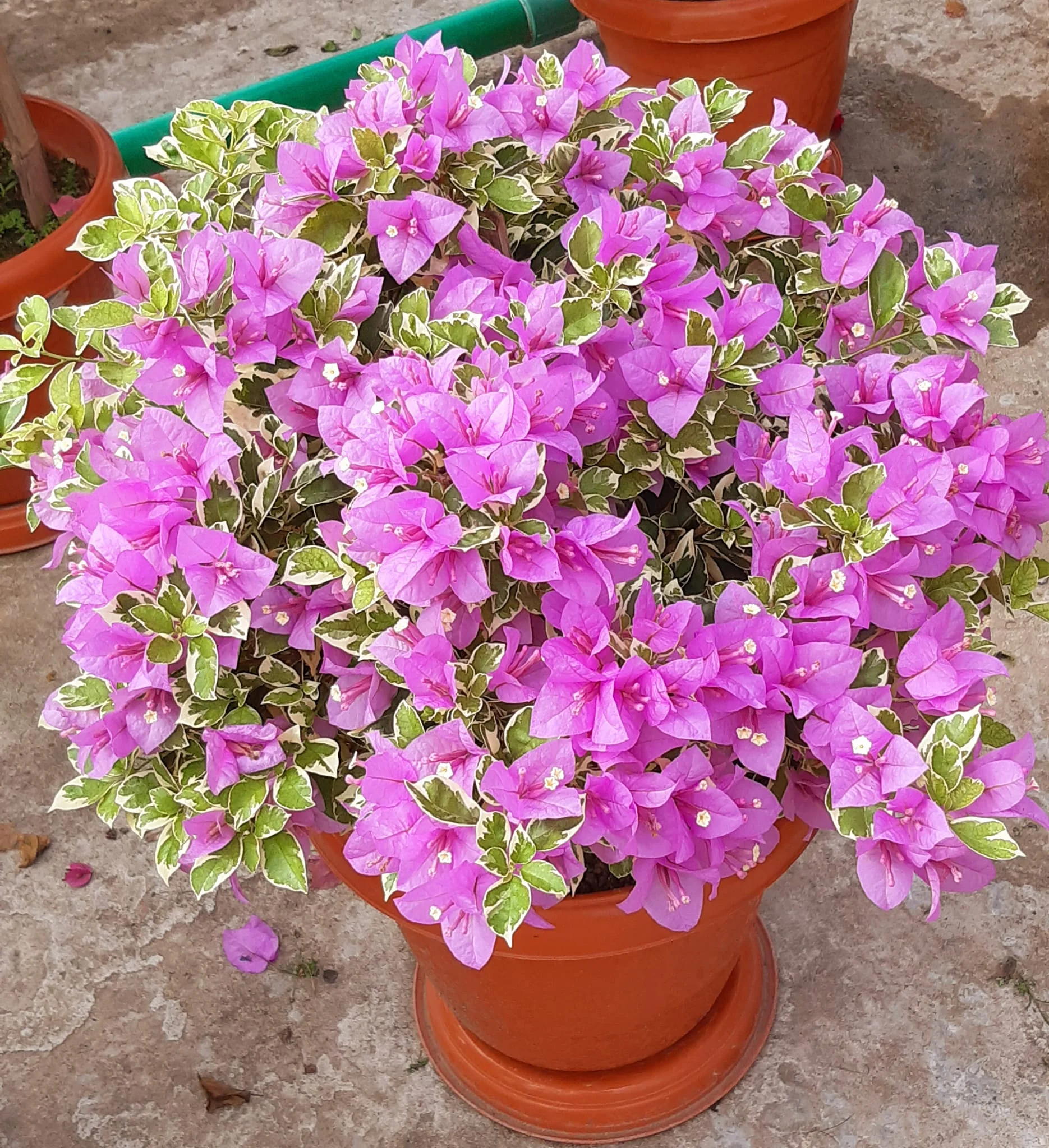Close-up of Hawaiian Purple Bougainvillea