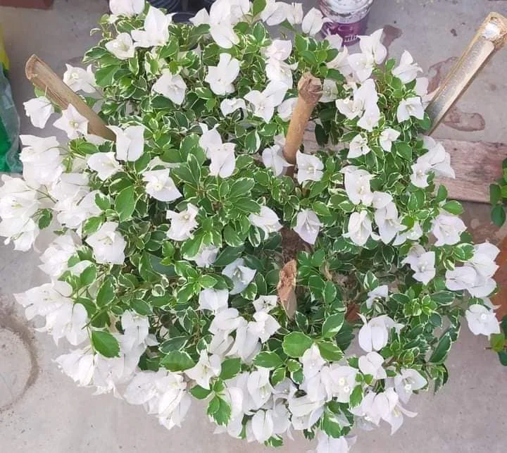Close-up of Hawaiian White Bougainvillea