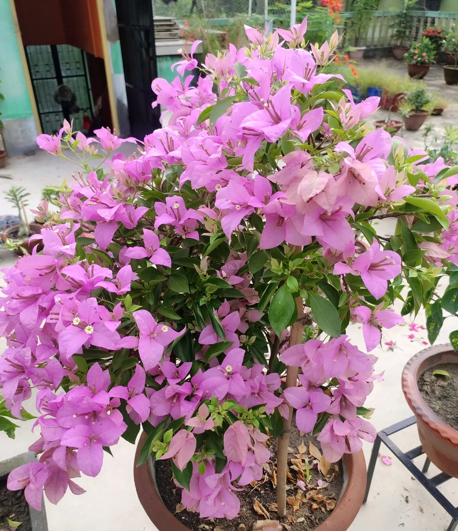 Close-up of HB Singh Bougainvillea