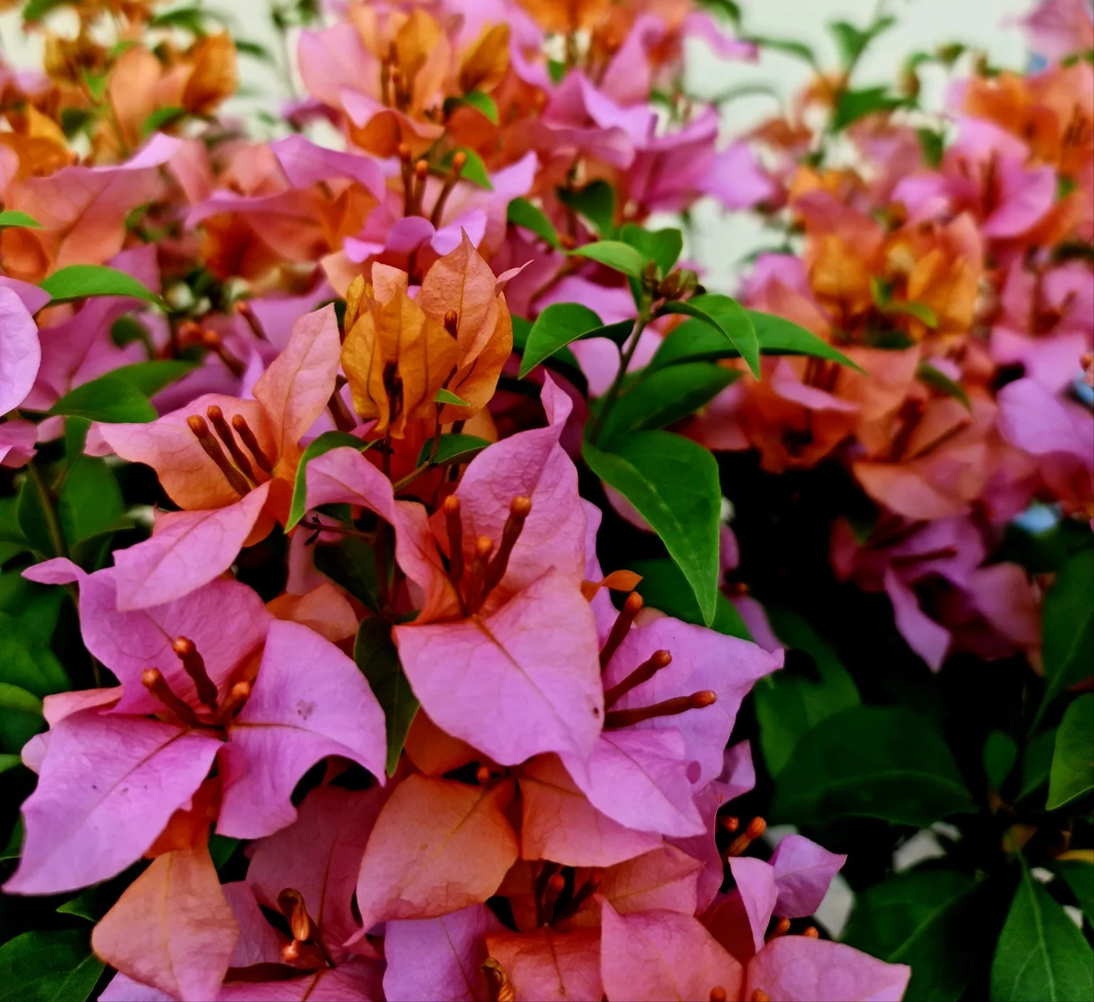 Close-up of Hugh Evans Bougainvillea