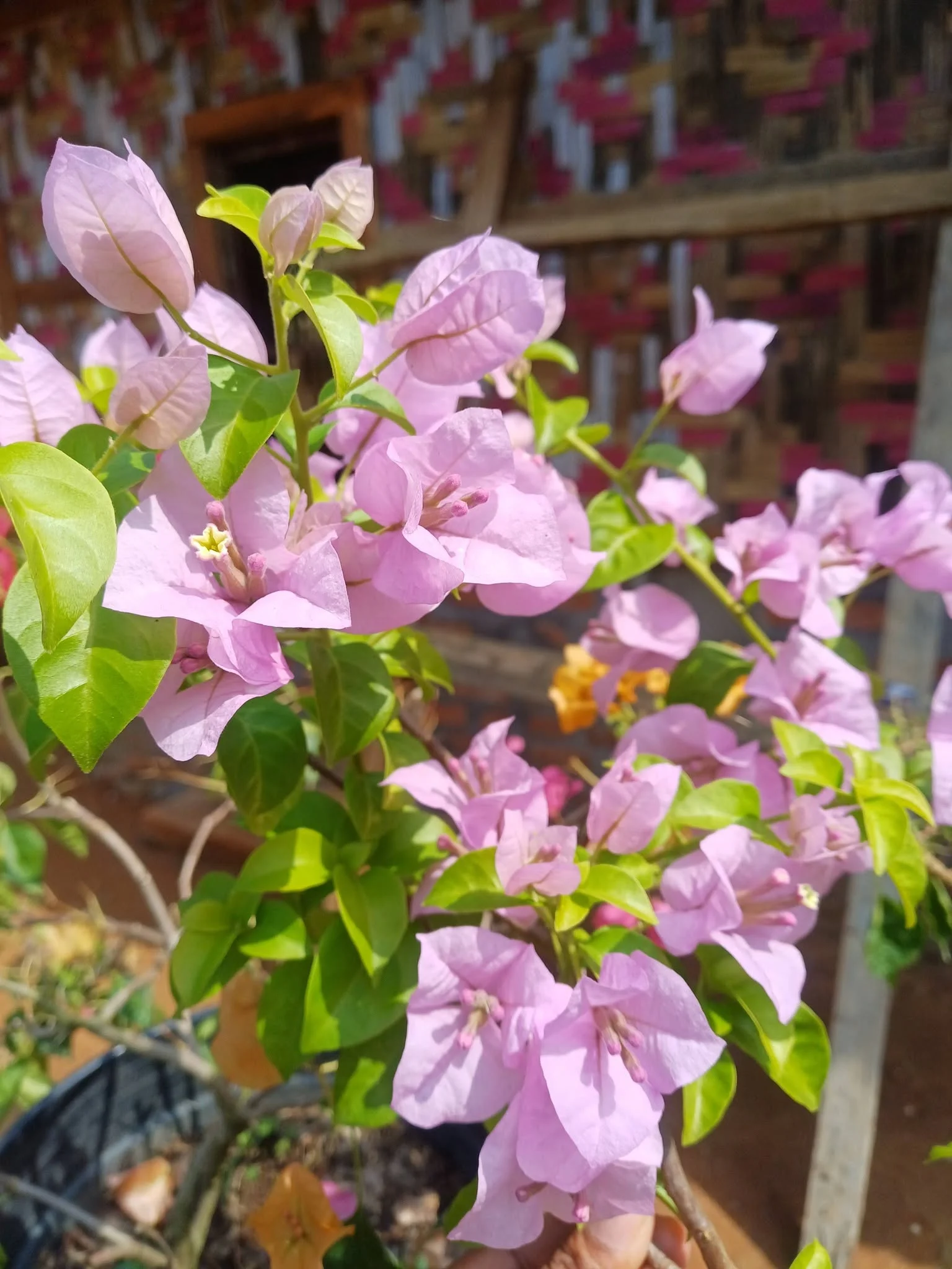 Close-up of International Pink Bougainvillea