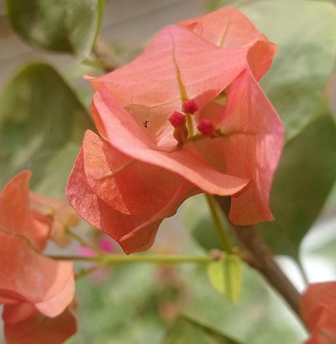 Close-up of Jakirana peach Bougainvillea