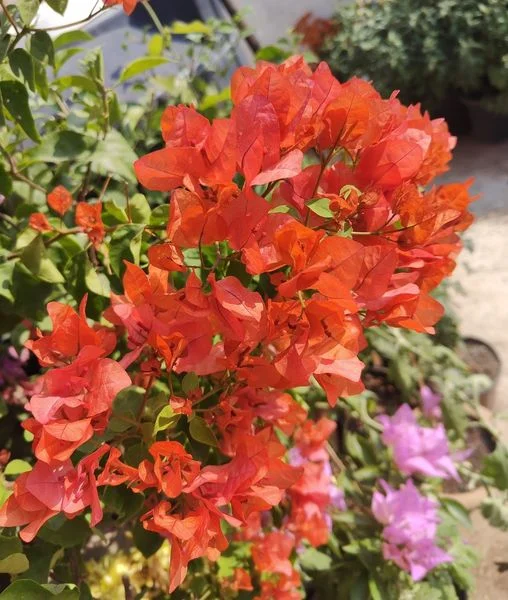 Close-up of Jakiriana Orange Bougainvillea