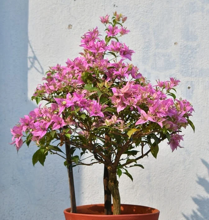 Close-up of Jinna Bharat Bougainvillea