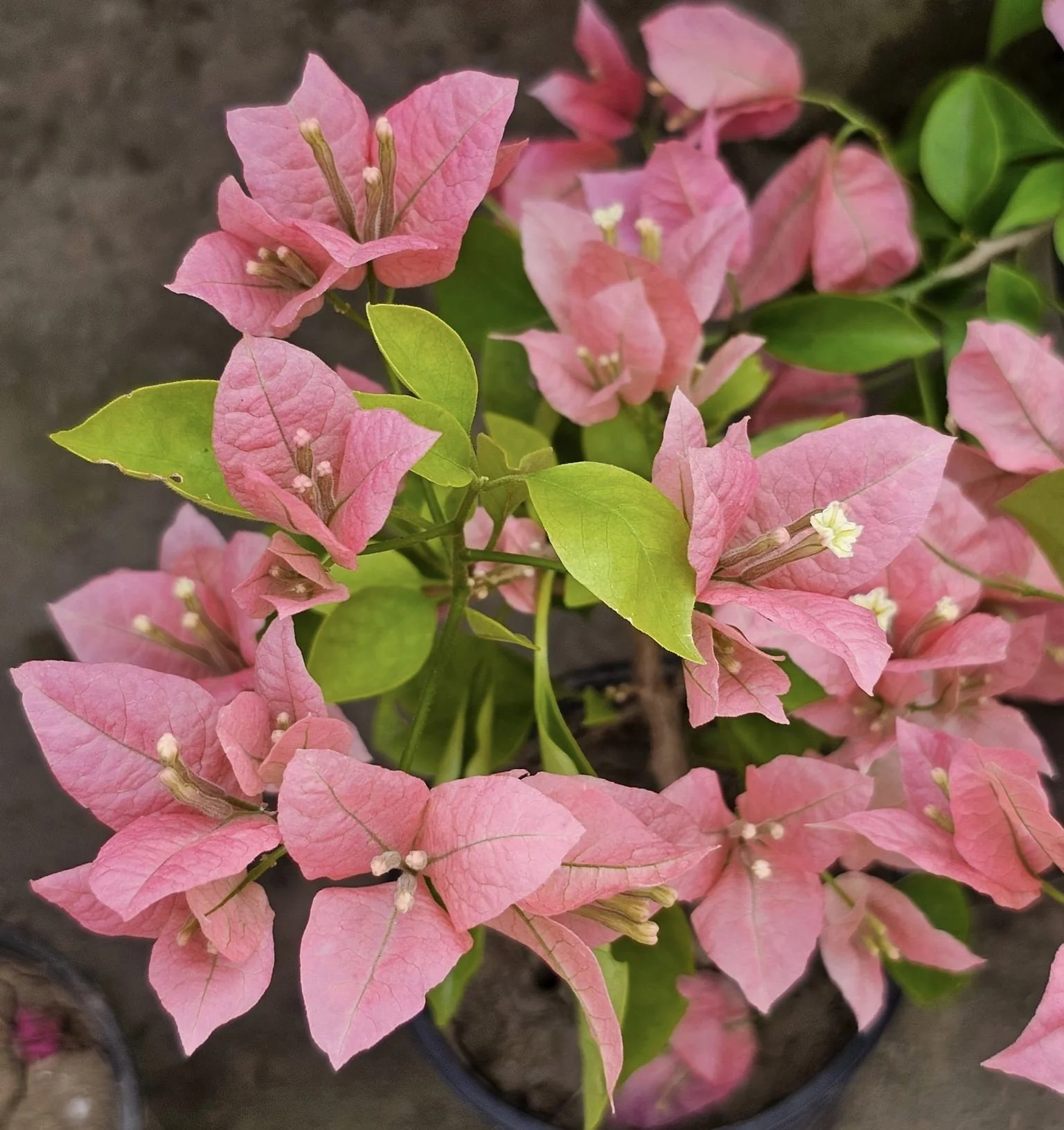 Close-up of Kerala Pink Bougainvillea