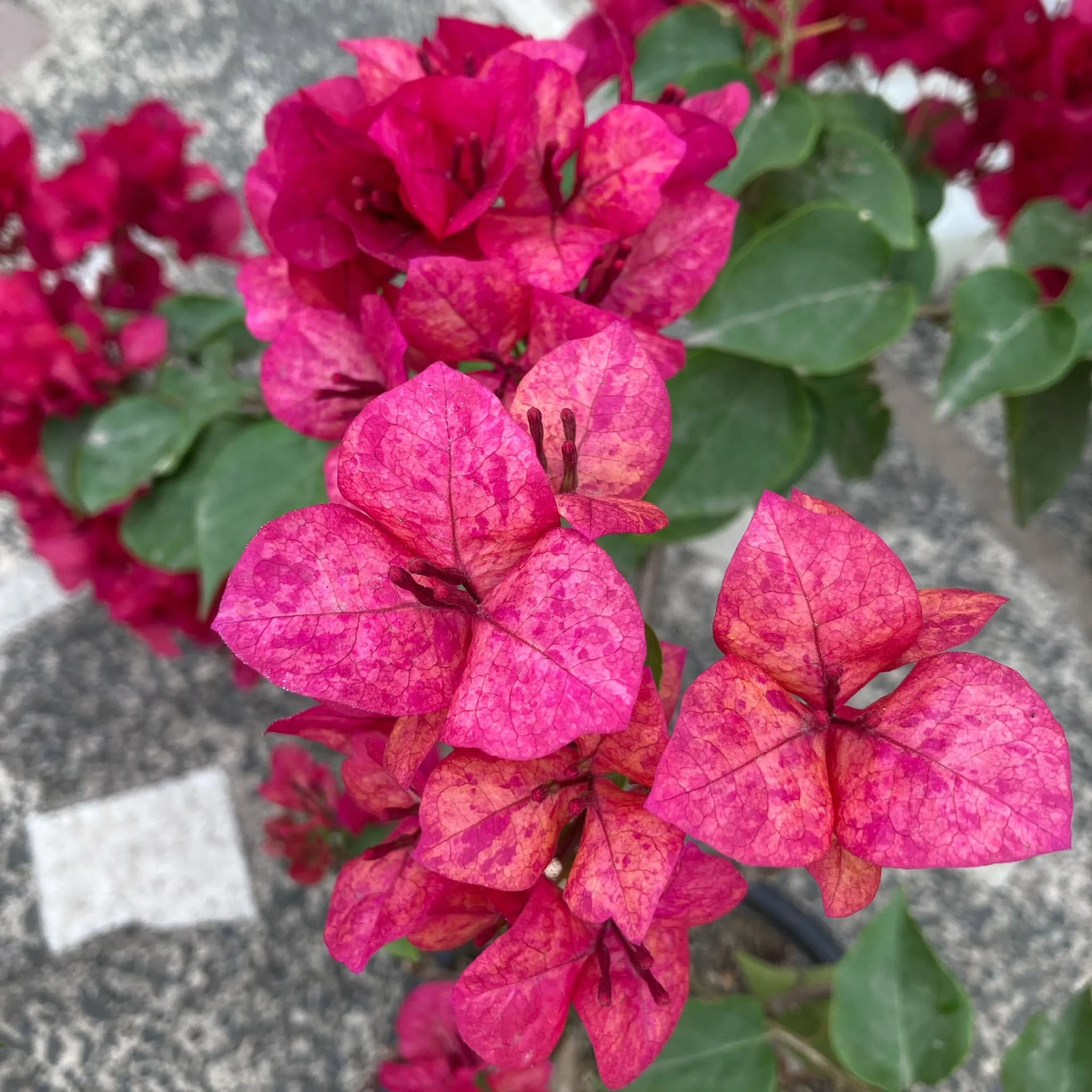 Close-up of Kristina Bougainvillea