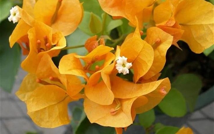 Close-up of Lady Merry Yellow Bougainvillea