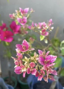 Close-up of Lady Bird Bougainvillea