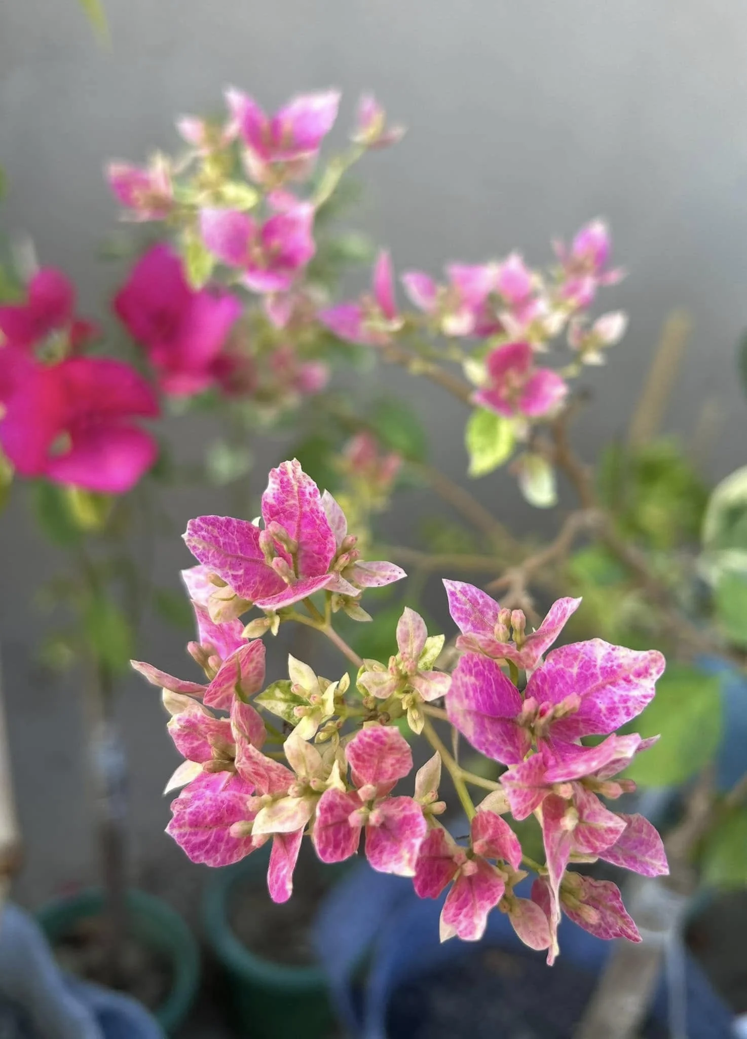 Close-up of Lady Bird Bougainvillea