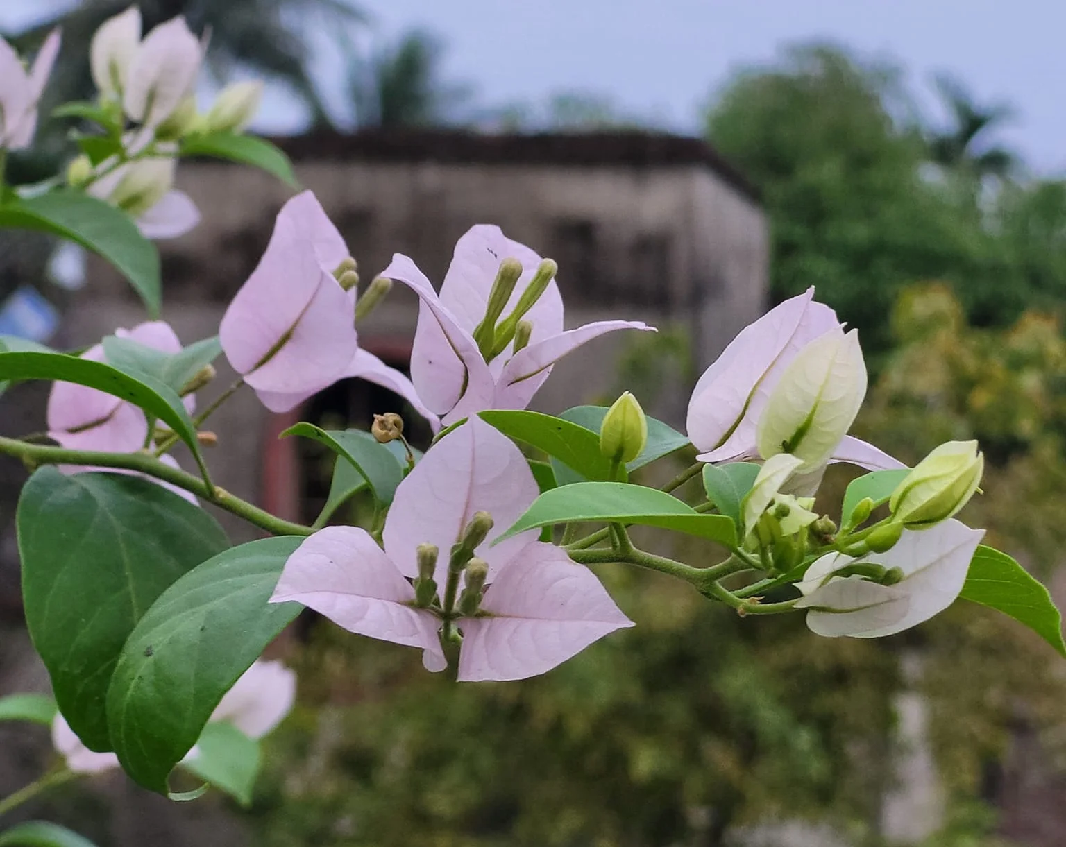 Close-up of Lilac Formosa Bougainvillea