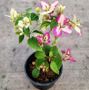 Close-up of Lipstick Bougainvillea