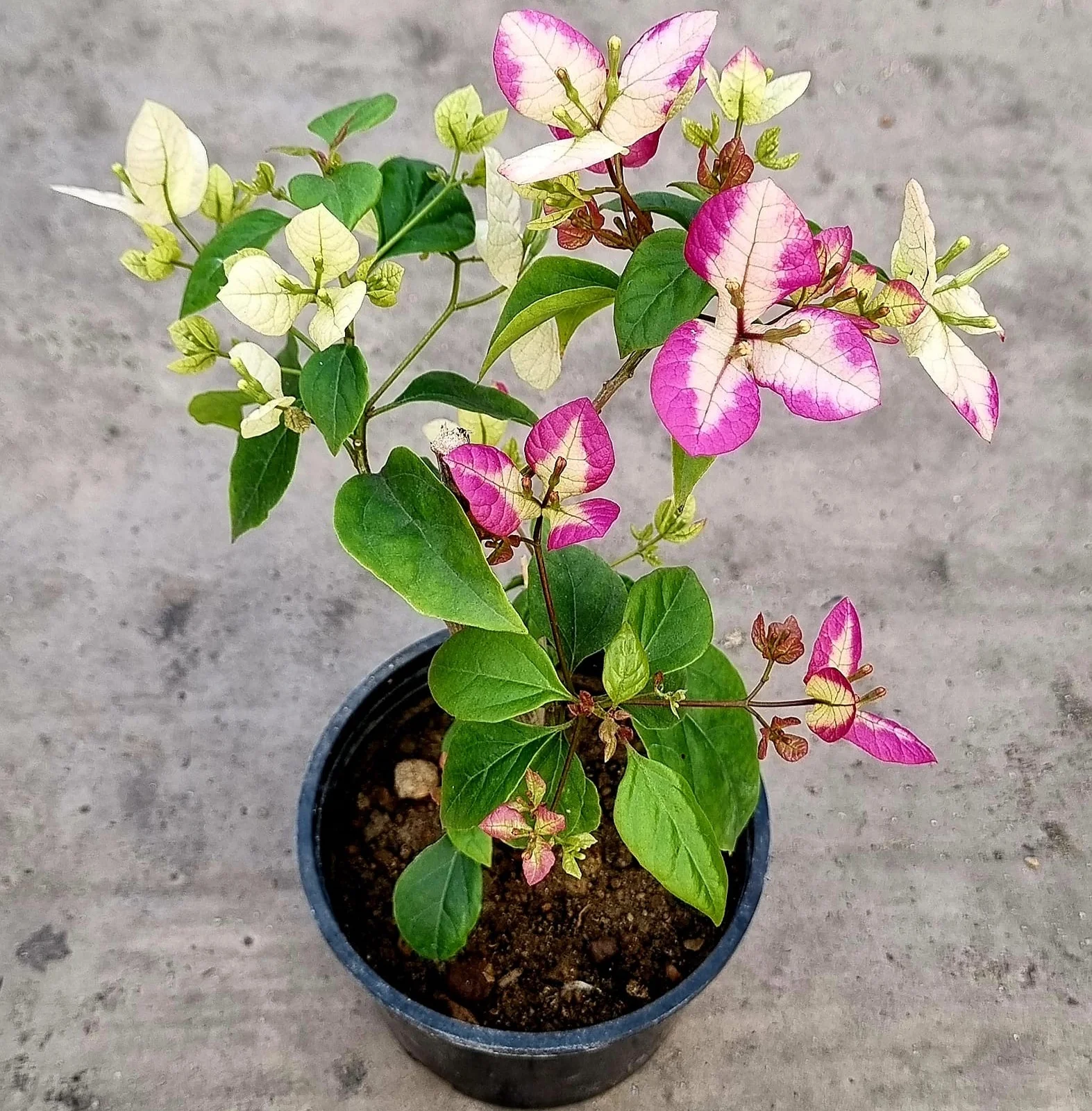 Close-up of Lipstick Bougainvillea