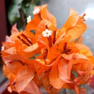 Close-up of Luice Orange Bougainvillea