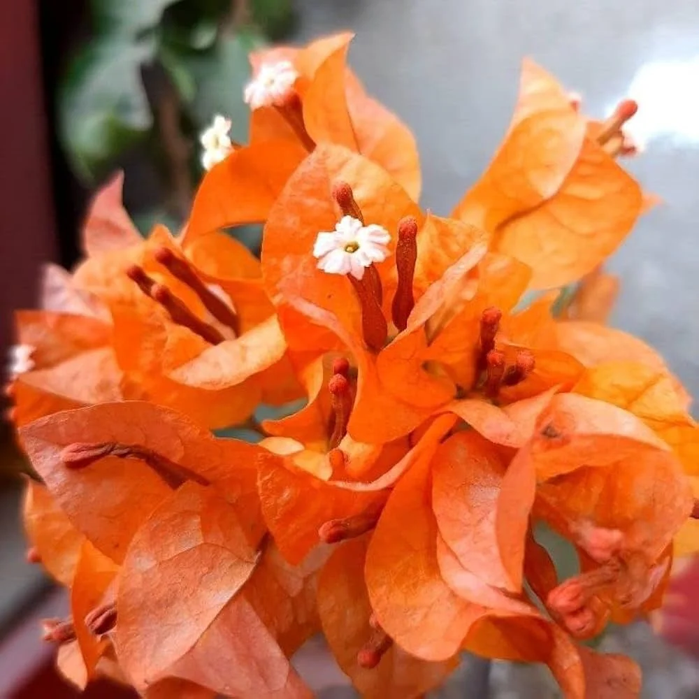 Close-up of Luice Orange Bougainvillea