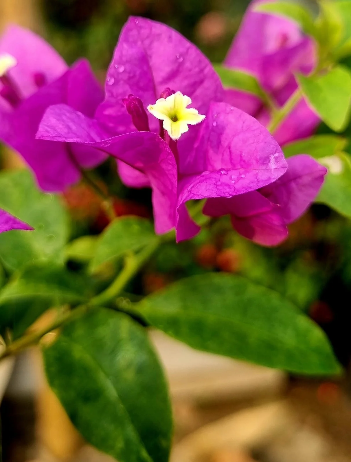 Close-up of Magic Love Bougainvillea