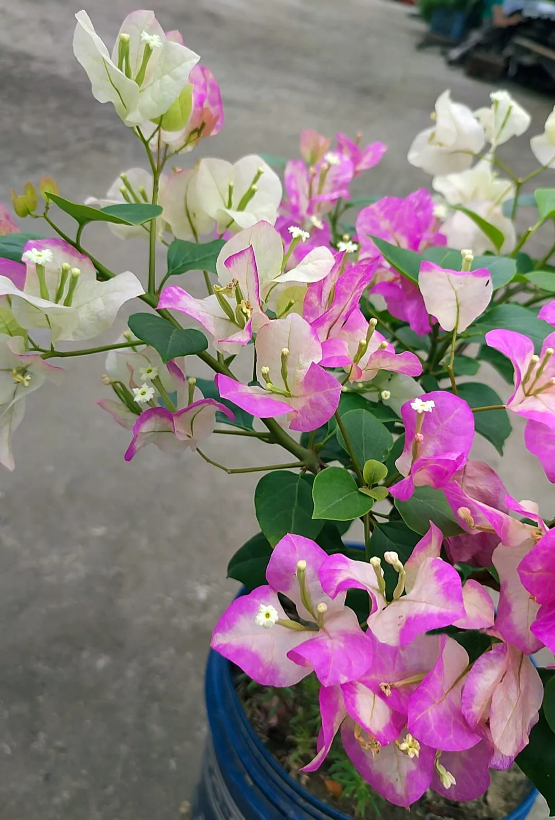 Close-up of Merry Palmer Bougainvillea