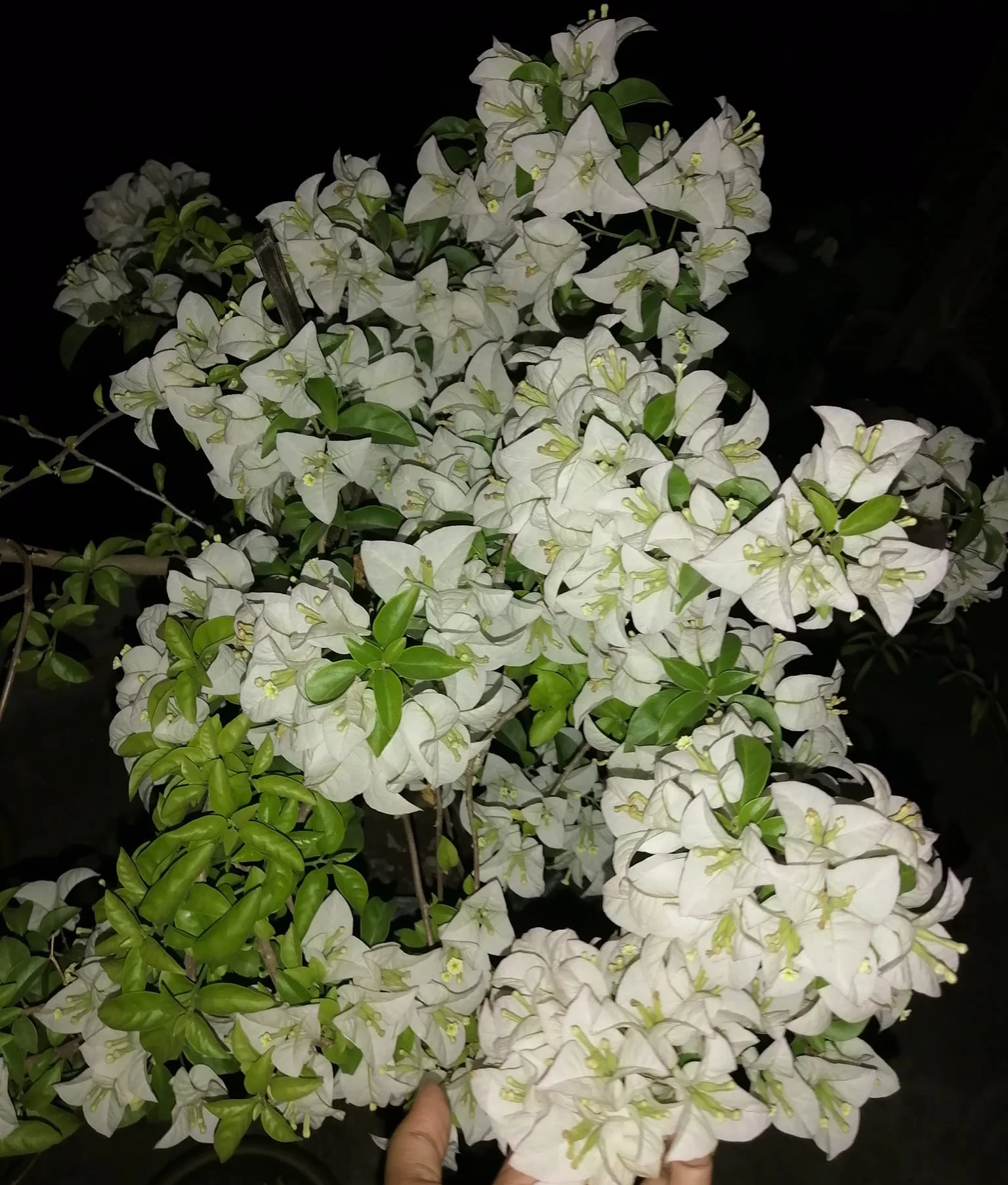 Close-up of Miss Alice White Bougainvillea
