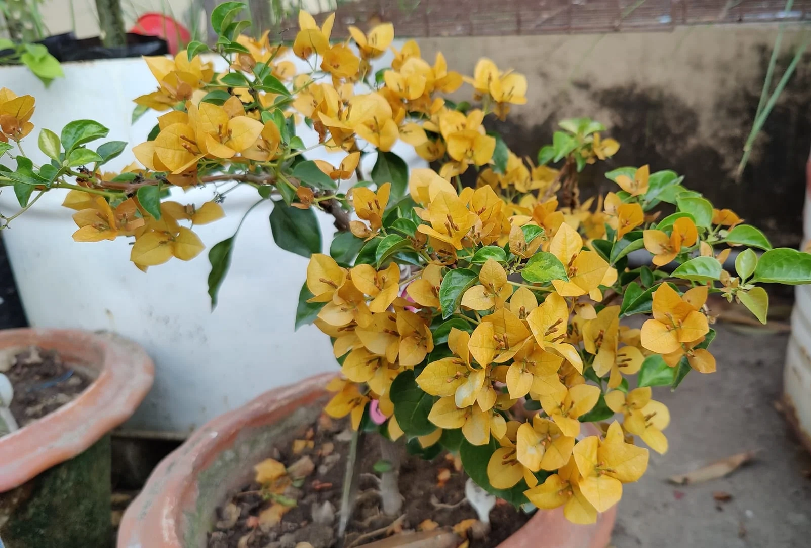 Close-up of Monalisa Yellow Bougainvillea