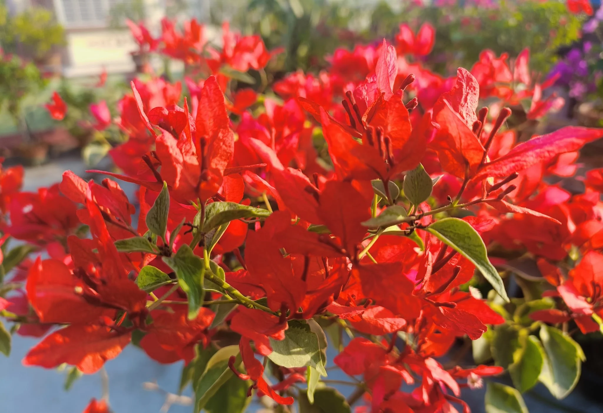Close-up of Orange Butterfly Bougainvillea