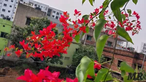 Close-up of Palekar Bougainvillea