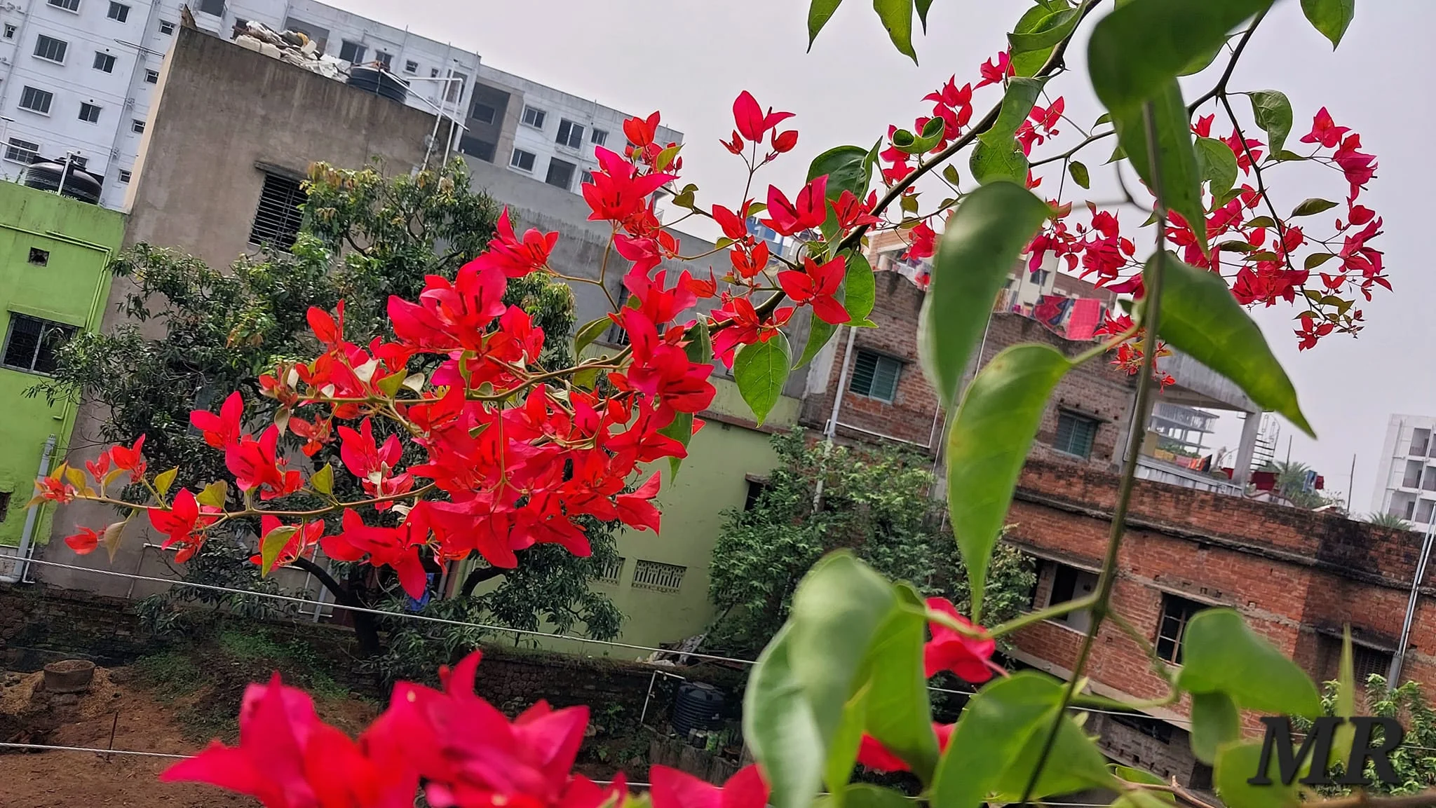Close-up of Palekar Bougainvillea