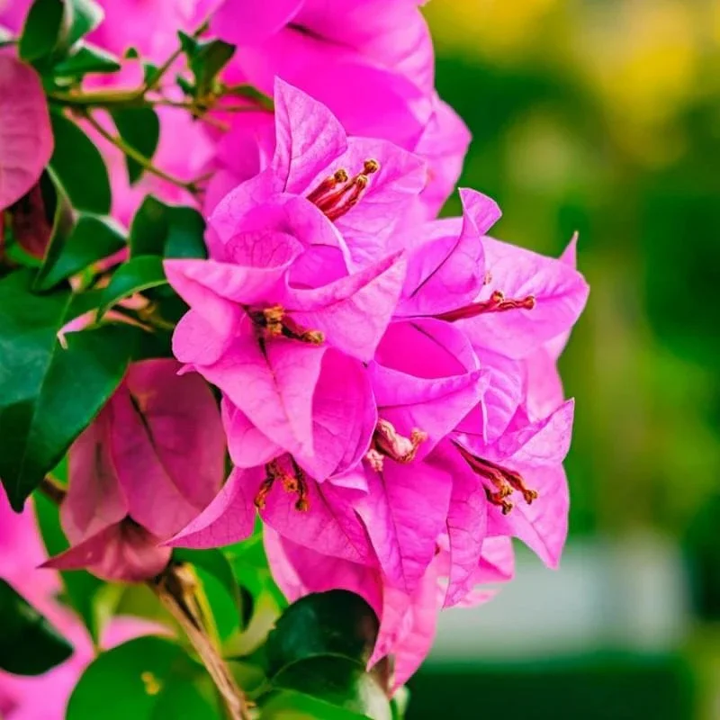 Close-up of Partha Bougainvillea
