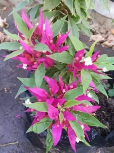 Close-up of Pink Butterfly Bougainvillea