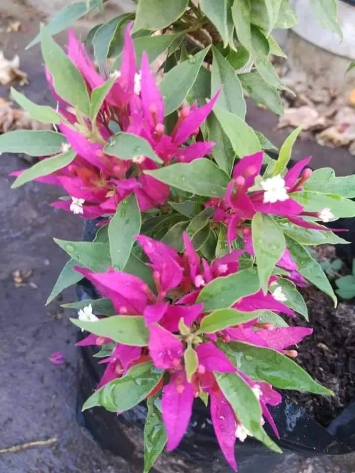 Close-up of Pink Butterfly Bougainvillea