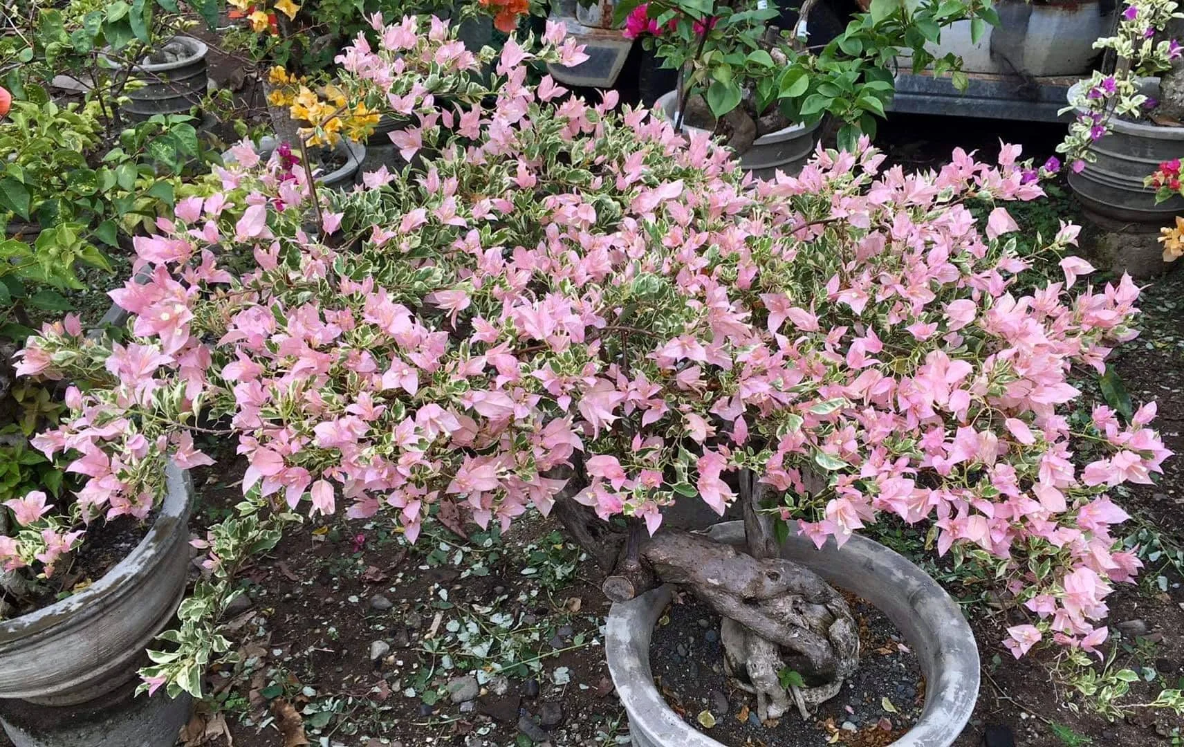 Close-up of Pink Patch Bougainvillea